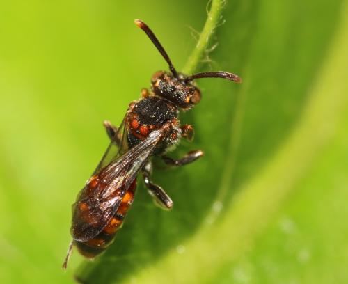 Nomada distinguenda